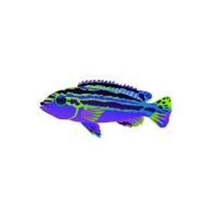 Neon Auratus